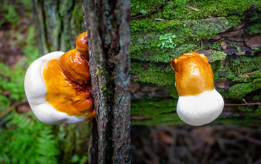 Discovering Spring Mushrooms in the Enchanted Cook Forest