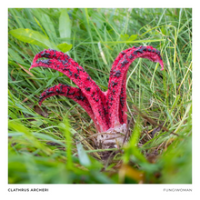 Load image into Gallery viewer, Print of Clathrus archeri