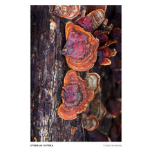Load image into Gallery viewer, Print of Stereum ostrea
