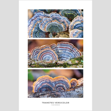 Load image into Gallery viewer, Trametes versicolor Triptych Print – Blue & Orange Set