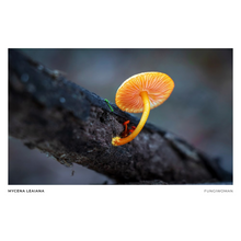 Load image into Gallery viewer, Print of Mycena leaiana