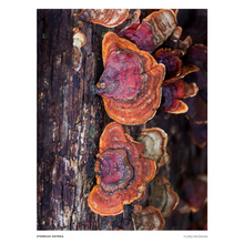 Load image into Gallery viewer, Print of Stereum ostrea