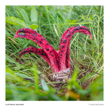 Load image into Gallery viewer, Print of Clathrus archeri