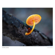 Load image into Gallery viewer, Print of Mycena leaiana