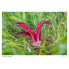 Load image into Gallery viewer, Print of Clathrus archeri