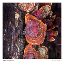 Load image into Gallery viewer, Print of Stereum ostrea