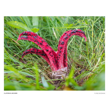 Load image into Gallery viewer, Print of Clathrus archeri