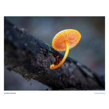 Load image into Gallery viewer, Print of Mycena leaiana