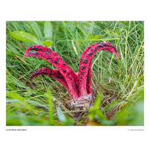 Load image into Gallery viewer, Print of Clathrus archeri