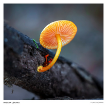 Load image into Gallery viewer, Print of Mycena leaiana