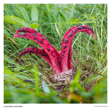 Load image into Gallery viewer, Print of Clathrus archeri