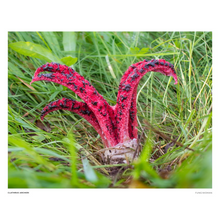 Load image into Gallery viewer, Print of Clathrus archeri