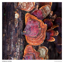 Load image into Gallery viewer, Print of Stereum ostrea