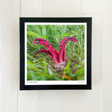 Load image into Gallery viewer, Print of Clathrus archeri