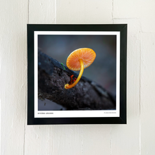 Load image into Gallery viewer, Print of Mycena leaiana