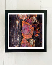 Load image into Gallery viewer, Print of Stereum ostrea