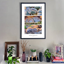 Load image into Gallery viewer, Trametes versicolor Triptych Print – Blue & Orange Set