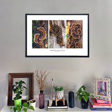 Load image into Gallery viewer, Trametes versicolor Triptych Print – Brown Set
