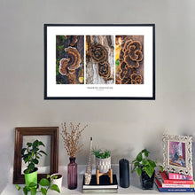 Load image into Gallery viewer, Trametes versicolor Triptych Print – Brown Set