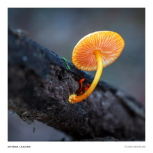 Load image into Gallery viewer, Print of Mycena leaiana