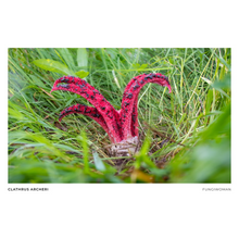 Load image into Gallery viewer, Print of Clathrus archeri