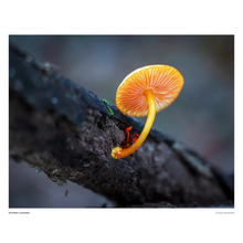 Load image into Gallery viewer, Print of Mycena leaiana