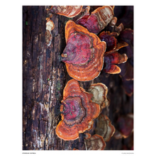 Load image into Gallery viewer, Print of Stereum ostrea