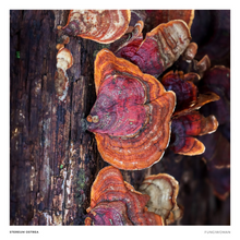 Load image into Gallery viewer, Print of Stereum ostrea