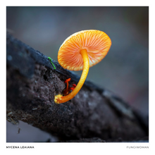 Load image into Gallery viewer, Print of Mycena leaiana