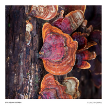 Load image into Gallery viewer, Print of Stereum ostrea