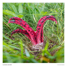 Load image into Gallery viewer, Print of Clathrus archeri