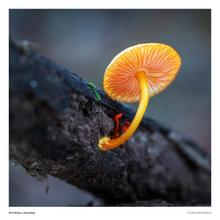 Load image into Gallery viewer, Print of Mycena leaiana