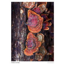 Load image into Gallery viewer, Print of Stereum ostrea
