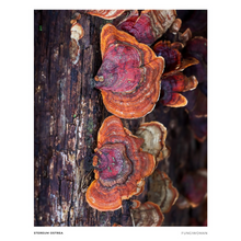 Load image into Gallery viewer, Print of Stereum ostrea
