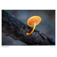 Load image into Gallery viewer, Print of Mycena leaiana
