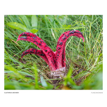 Load image into Gallery viewer, Print of Clathrus archeri
