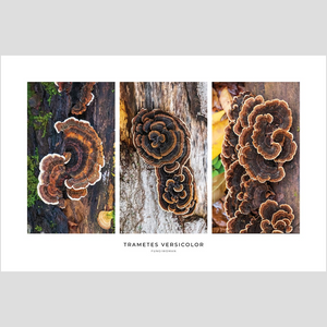 Trametes versicolor Triptych Print – Brown Set