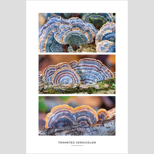 Trametes versicolor Triptych Print – Blue & Orange Set